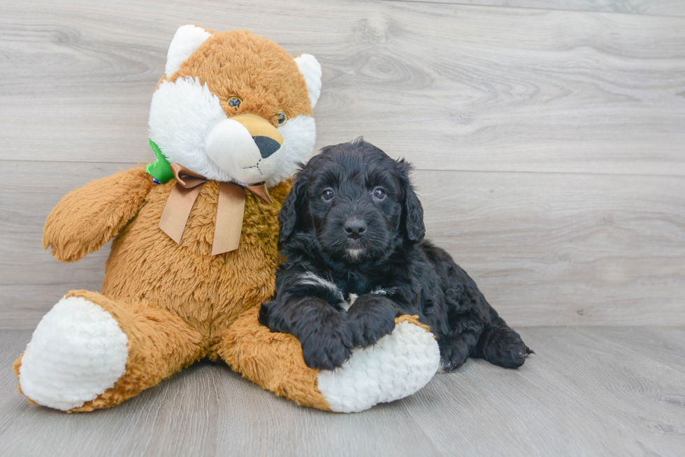 Happy Mini Bernedoodle Baby