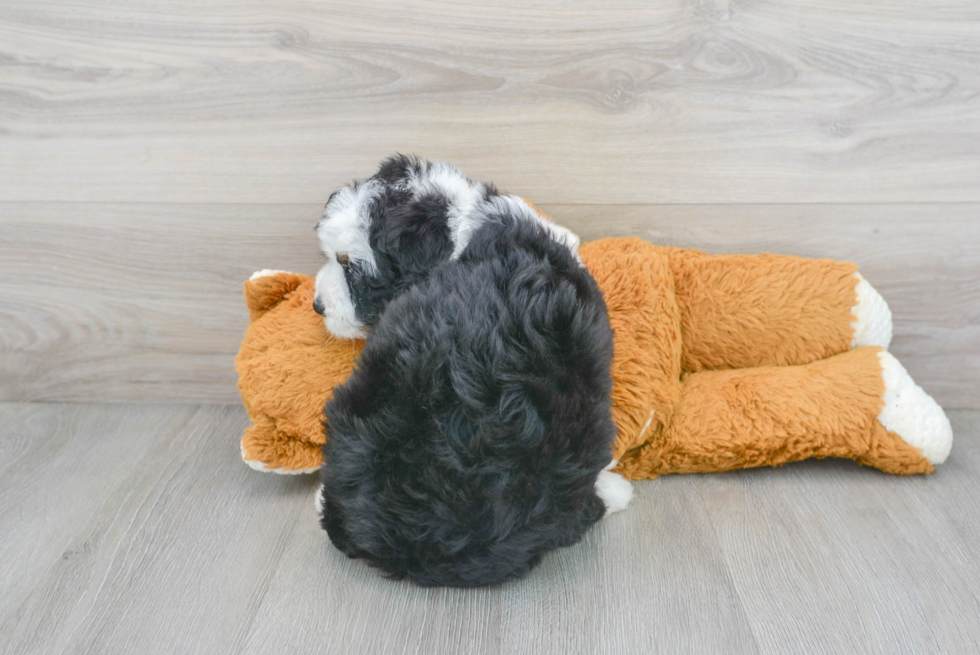 Best Mini Bernedoodle Baby