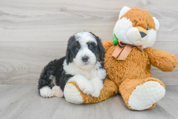 Mini Bernedoodle Puppy for Adoption