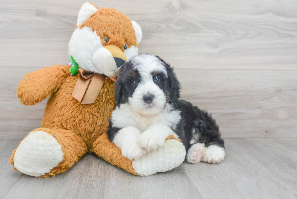 Sweet Mini Bernedoodle Baby