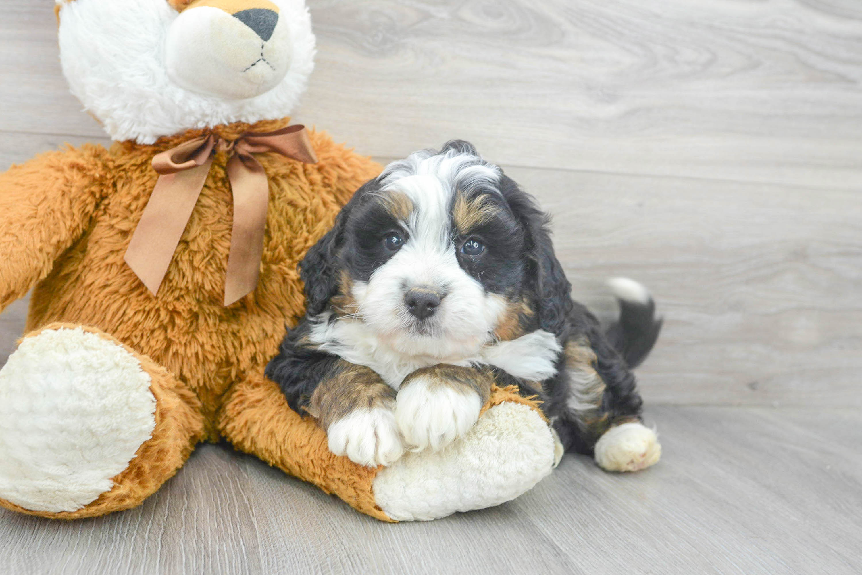 Mini Bernedoodle Pup Being Cute