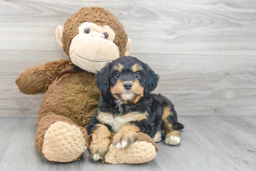 Mini Bernedoodle Puppy for Adoption