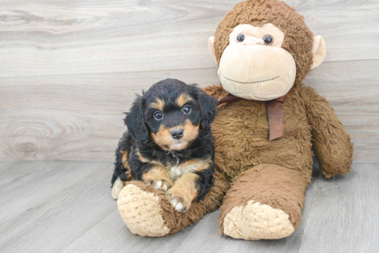 Fluffy Mini Bernedoodle Poodle Mix Pup