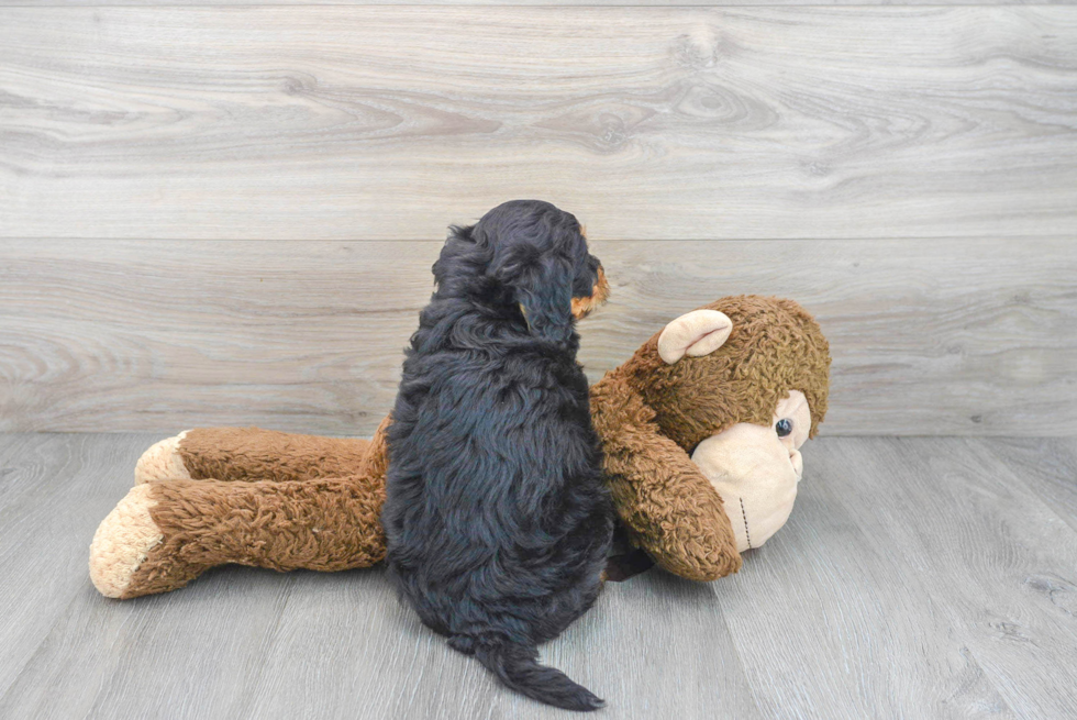 Mini Bernedoodle Pup Being Cute