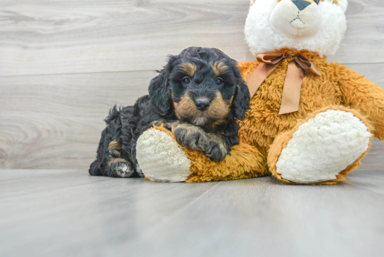 Best Mini Bernedoodle Baby