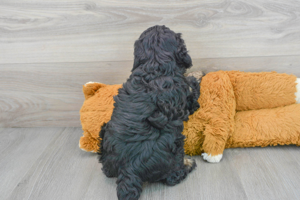 Mini Bernedoodle Pup Being Cute