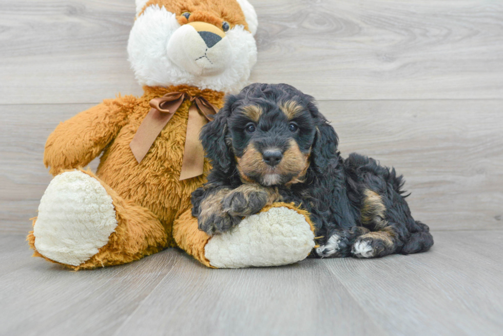 Mini Bernedoodle Pup Being Cute