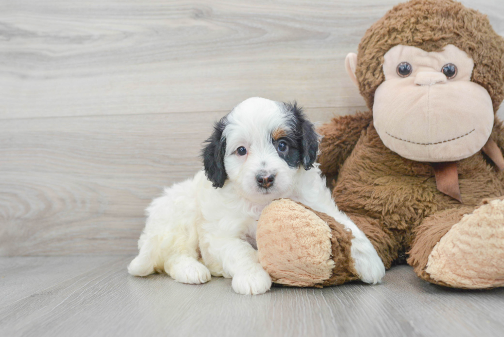 Mini Bernedoodle Puppy for Adoption