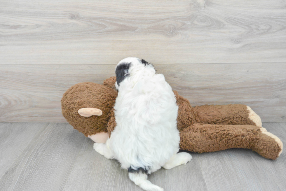 Mini Bernedoodle Pup Being Cute