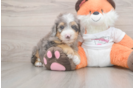Little Mini Bernese Poodle Poodle Mix Puppy