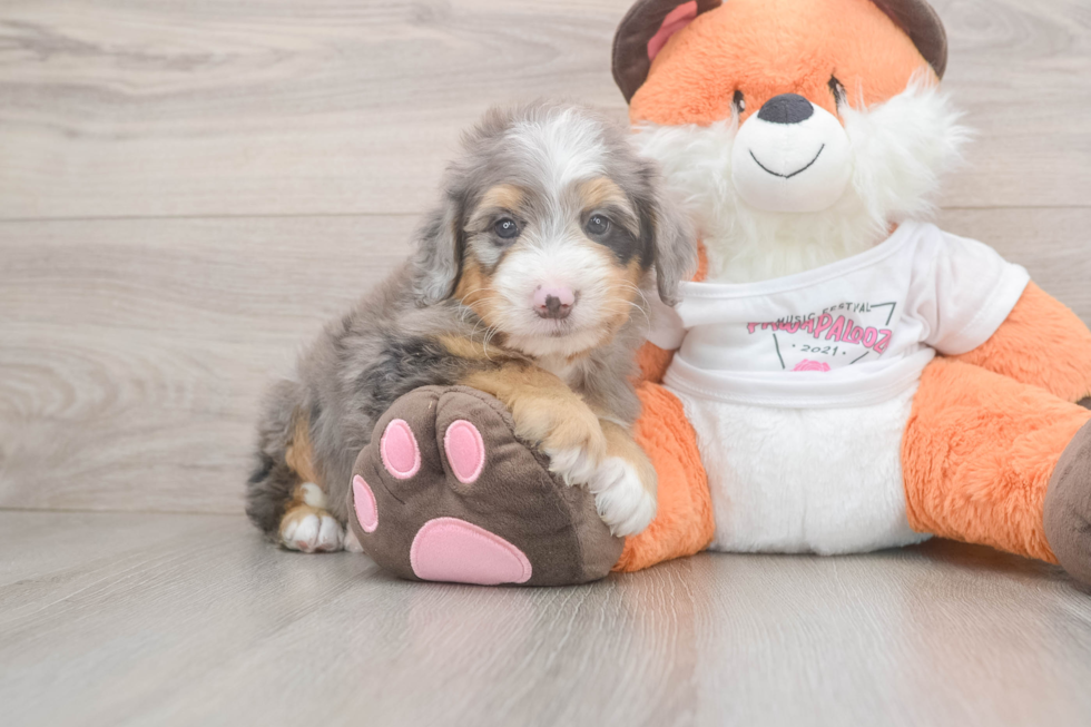 Little Mini Bernese Poodle Poodle Mix Puppy