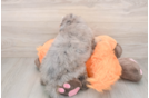 Best Mini Bernedoodle Baby