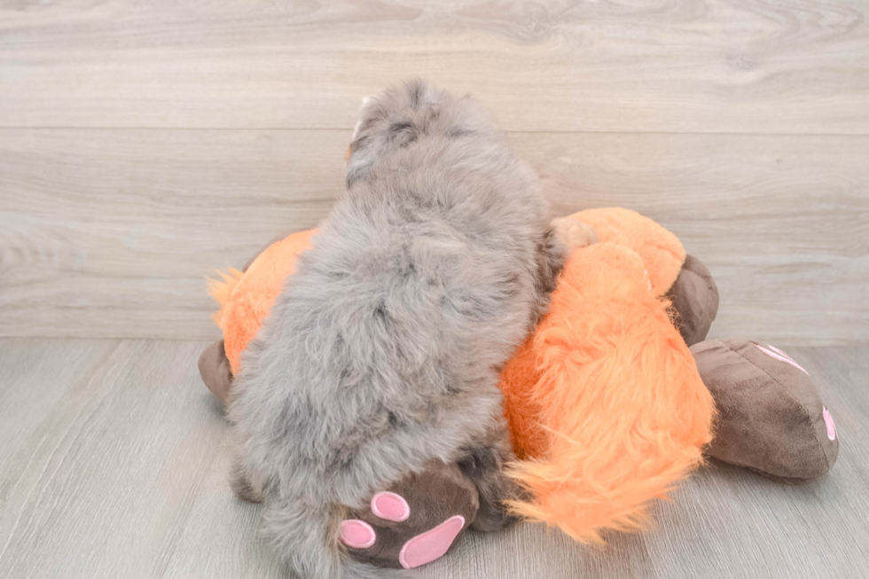Best Mini Bernedoodle Baby