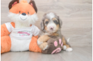 Small Mini Bernedoodle Baby