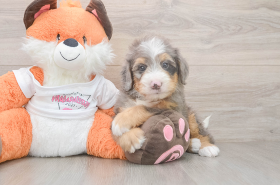 Small Mini Bernedoodle Baby