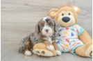 Mini Bernedoodle Puppy for Adoption