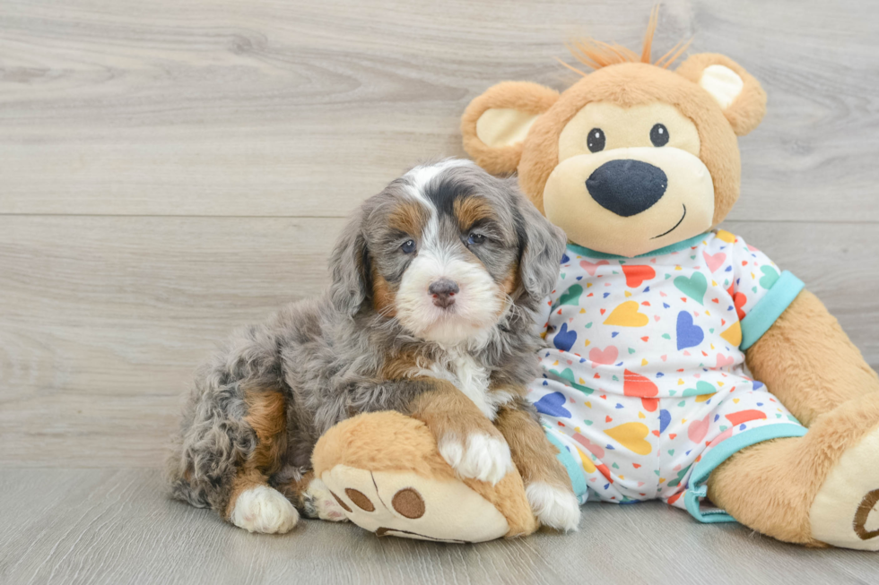 Mini Bernedoodle Puppy for Adoption