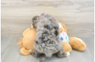 Petite Mini Bernedoodle Poodle Mix Pup