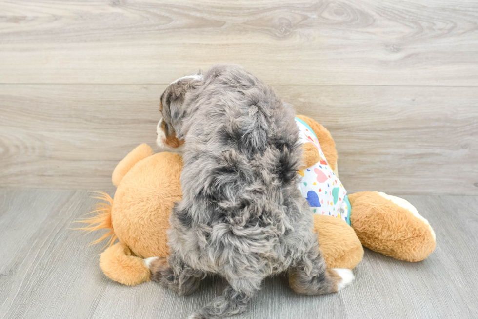 Petite Mini Bernedoodle Poodle Mix Pup