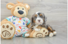 Cute Mini Bernedoodle Baby