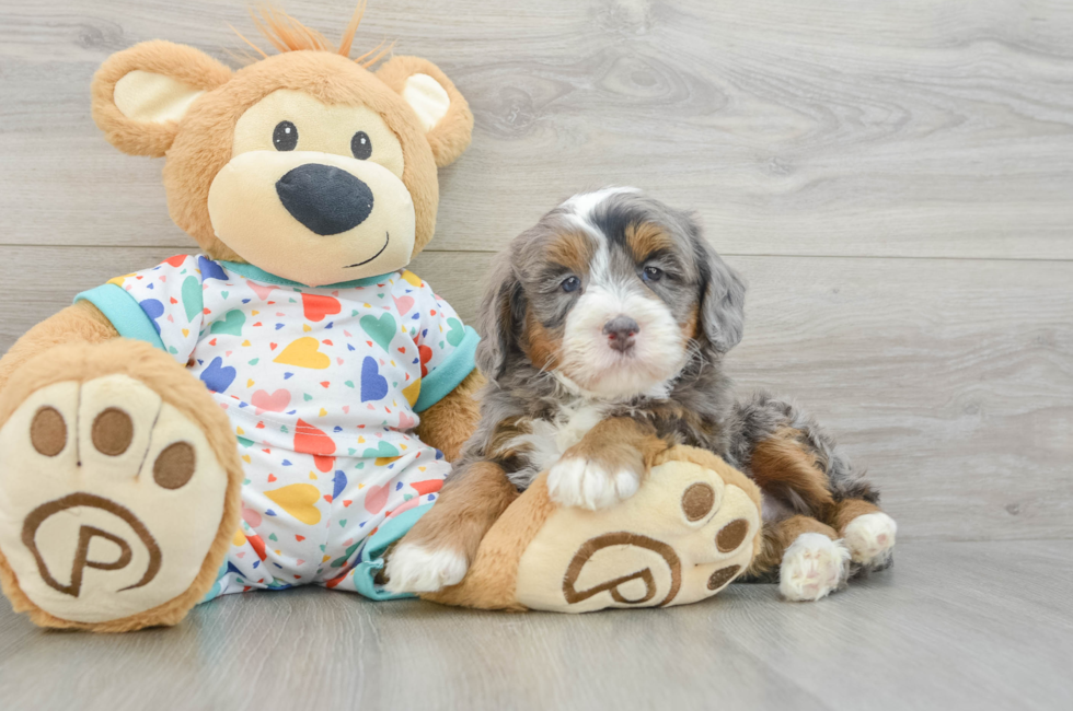5 week old Mini Bernedoodle Puppy For Sale - Premier Pups