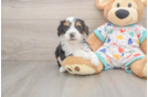 Mini Bernedoodle Pup Being Cute