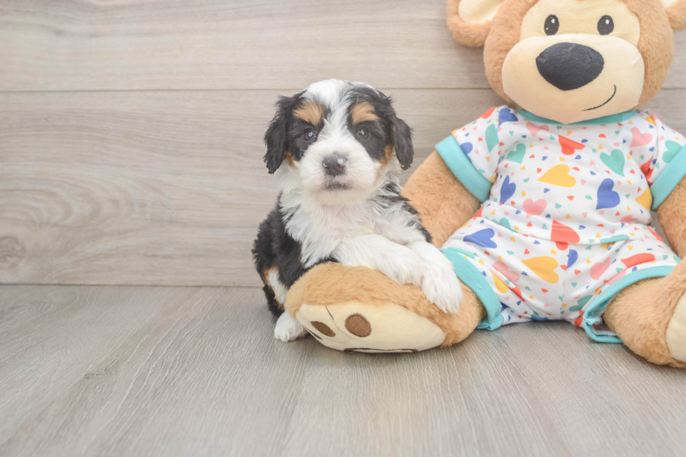 Mini Bernedoodle Pup Being Cute