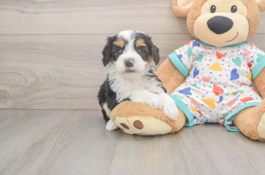 Mini Bernedoodle Pup Being Cute