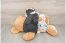 Sweet Mini Bernedoodle Baby