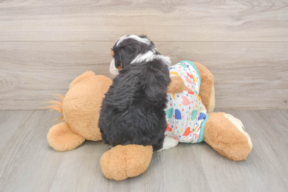 Sweet Mini Bernedoodle Baby