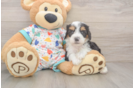 Best Mini Bernedoodle Baby