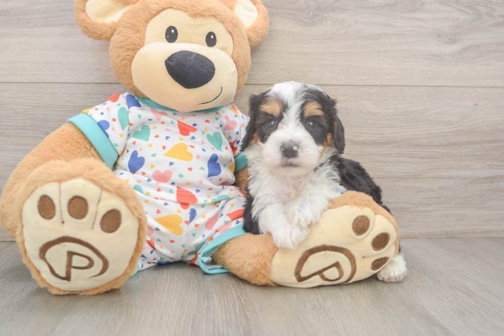 Best Mini Bernedoodle Baby