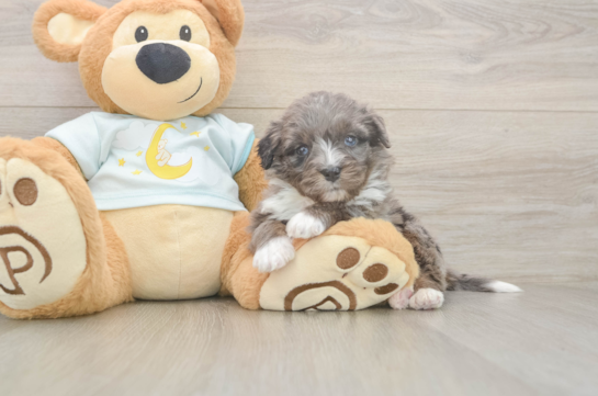 Mini Bernedoodle Puppy for Adoption