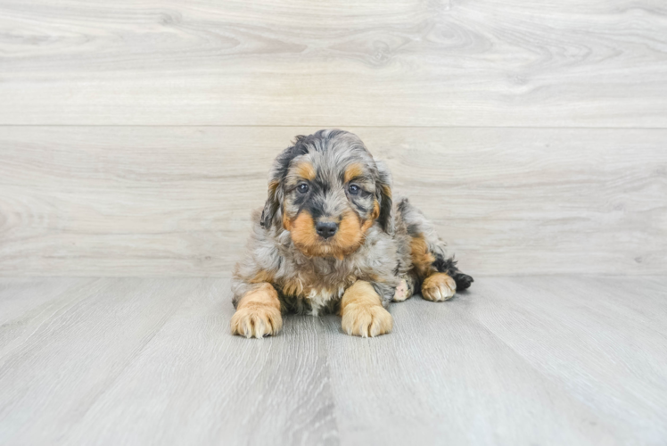 Small Mini Bernedoodle Baby