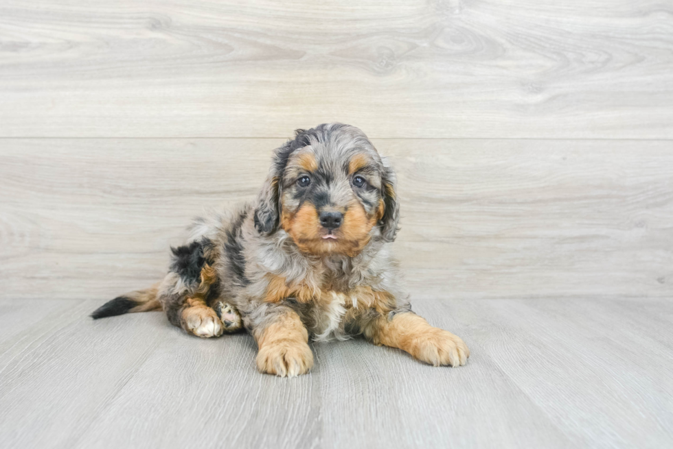 Playful Mini Berniedoodle Poodle Mix Puppy