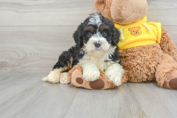 Energetic Bernadoodle Poodle Mix Puppy