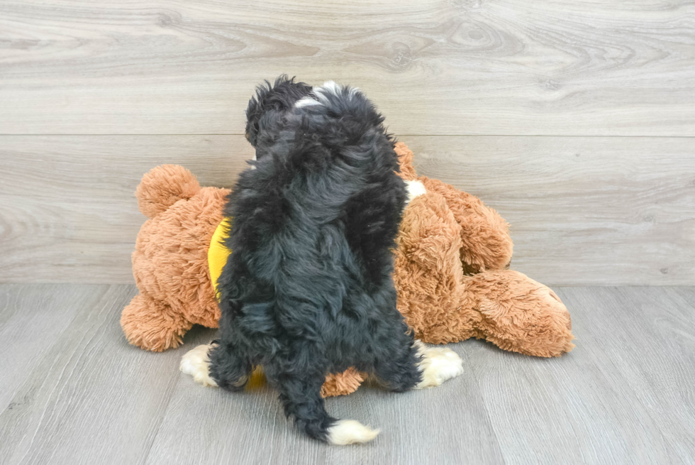 Little Mini Berniedoodle Poodle Mix Puppy