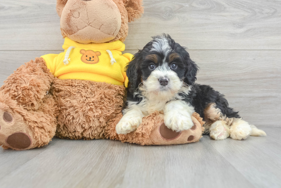 Happy Mini Bernedoodle Baby