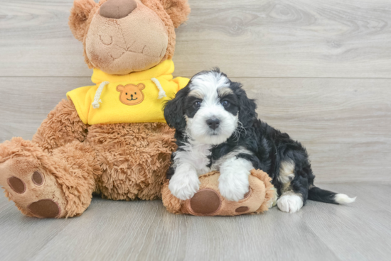 Popular Mini Bernedoodle Poodle Mix Pup