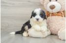 Friendly Mini Bernedoodle Baby