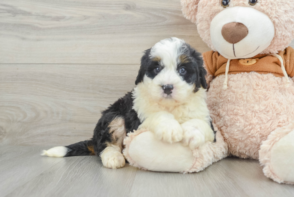 Friendly Mini Bernedoodle Baby