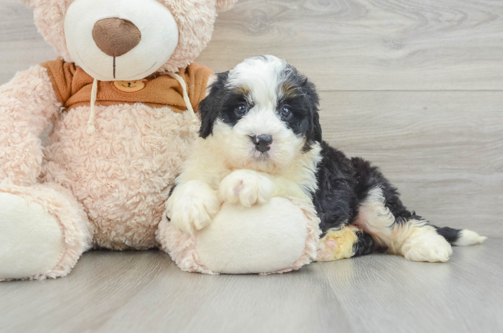 6 week old Mini Bernedoodle Puppy For Sale - Premier Pups