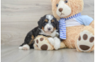 Happy Mini Bernedoodle Baby