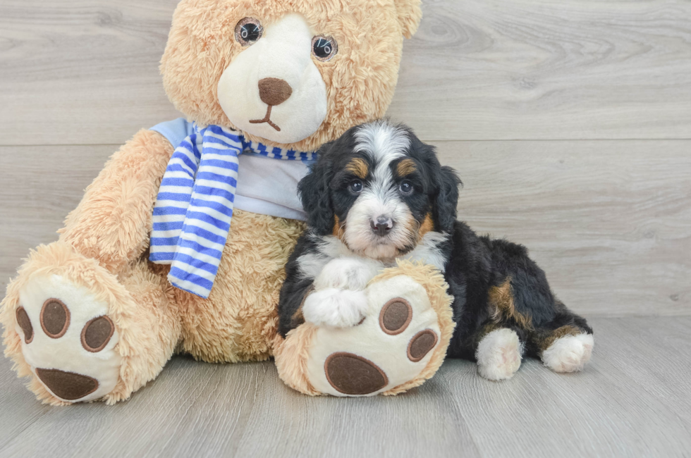 5 week old Mini Bernedoodle Puppy For Sale - Premier Pups