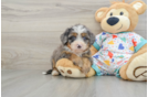 Best Mini Bernedoodle Baby