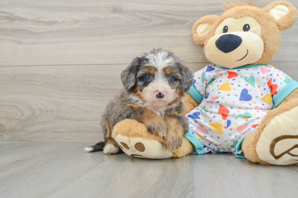 Best Mini Bernedoodle Baby