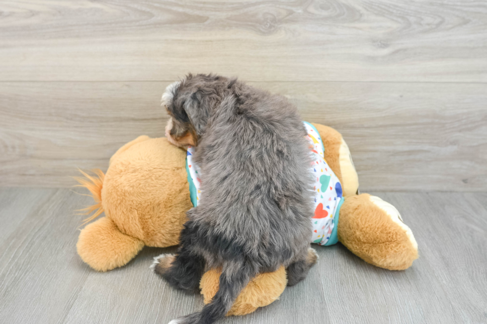 Friendly Mini Bernedoodle Baby