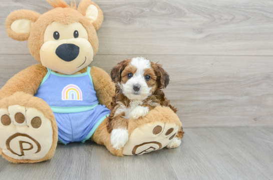 Fluffy Mini Bernedoodle Poodle Mix Pup