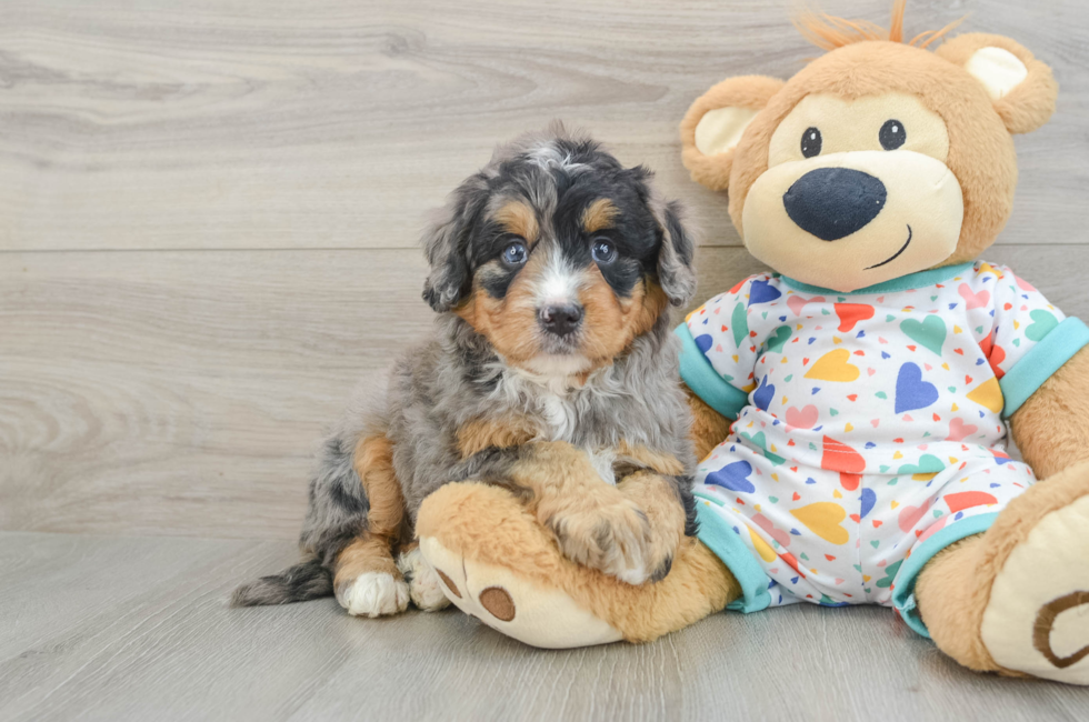 5 week old Mini Bernedoodle Puppy For Sale - Premier Pups