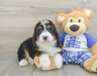 5 week old Mini Bernedoodle Puppy For Sale - Premier Pups
